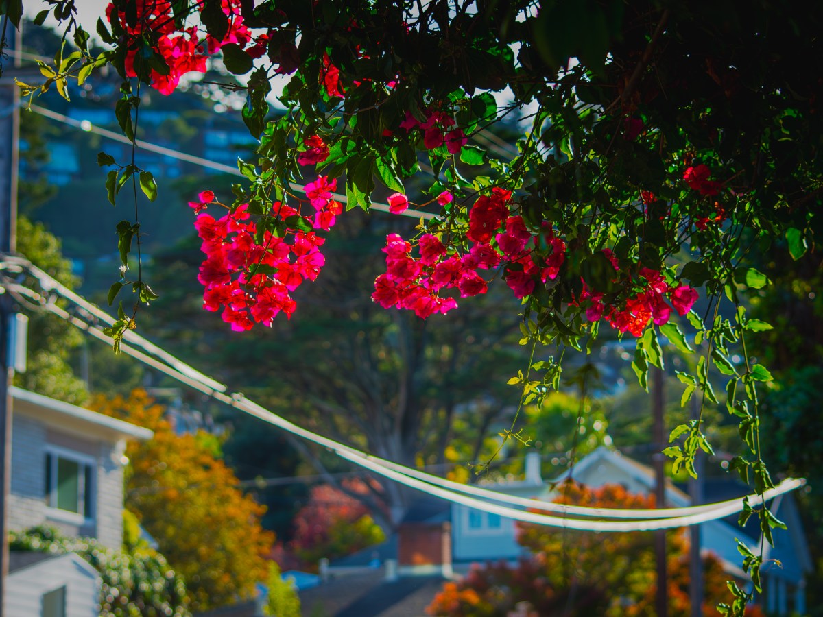 Sausalito Vibes and Content&nbsp;Drift